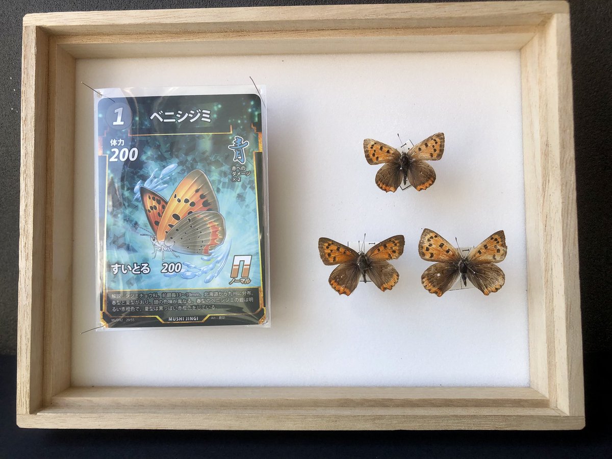 ジェロニモ🍚 tweet media