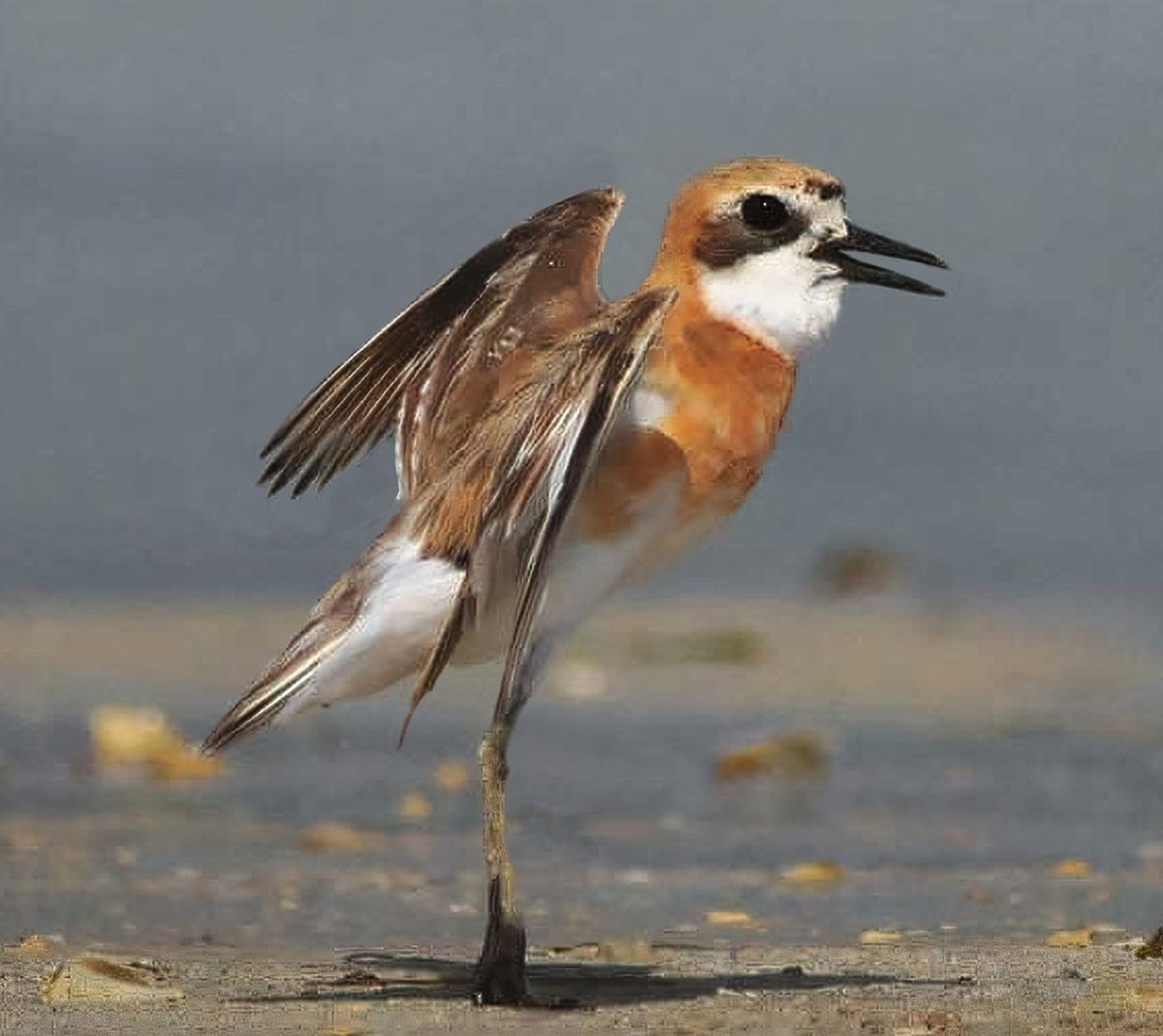 Howard King tweet media