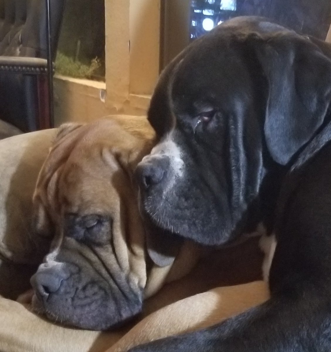 Loki,Ruby,Jax,Archer,Lono,Henry,Tilly & Benny! tweet media