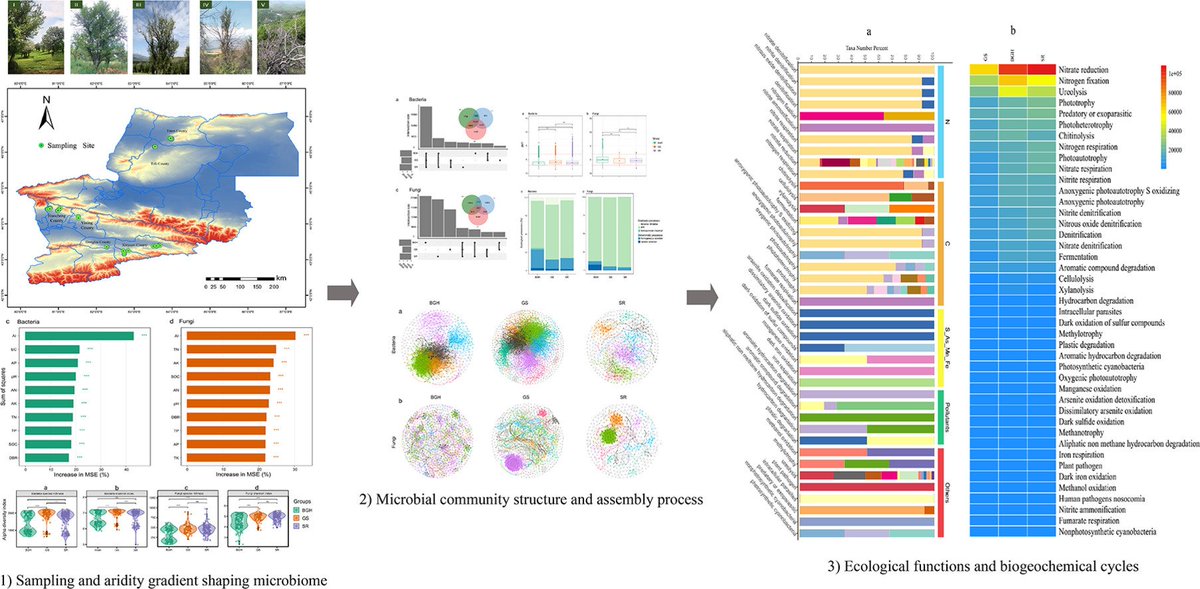 MicrobesInfect's tweet image. Aridity gradient overrides degradation in shaping the topsoil #microbiome of the Tianshan wild fruit forest.

Aridity, not degradation, drives #soil microbiomes; dry sub‑humid zones boost stability, guiding conservation under climate change.

sciencedirect.com/science/articl… #OpenAccess