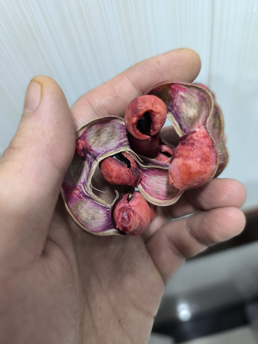 大魔王マッド菜園ティストHI-D tweet media