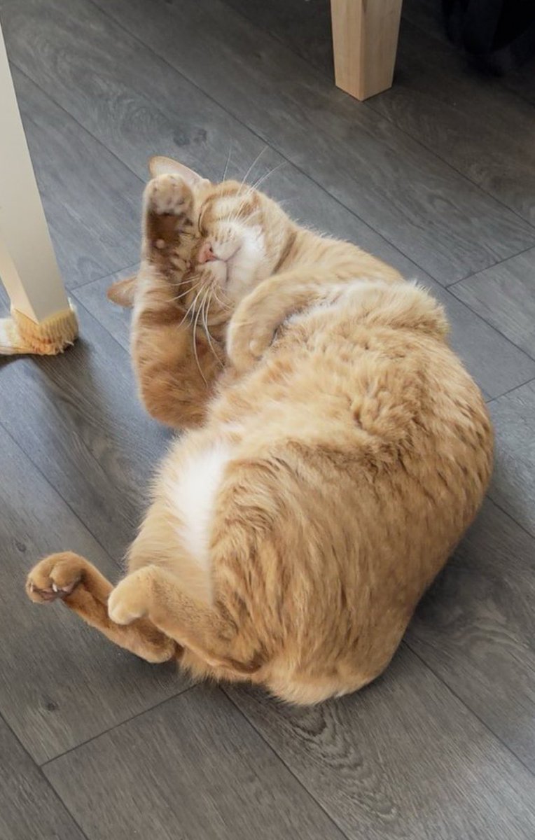 KAS雑貨 tweet media