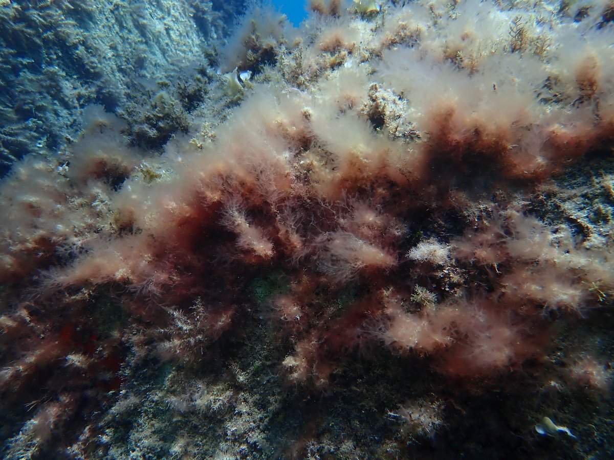 Instituto Español de Oceanografía (IEO-CSIC) tweet media