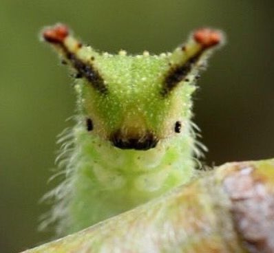 ChebyPattern tweet media