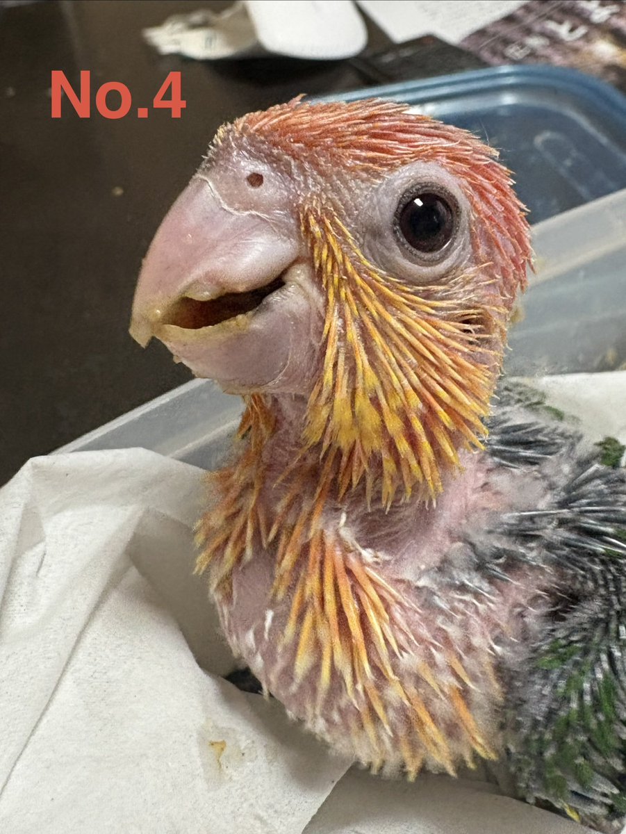 precious-bird2020 tweet media