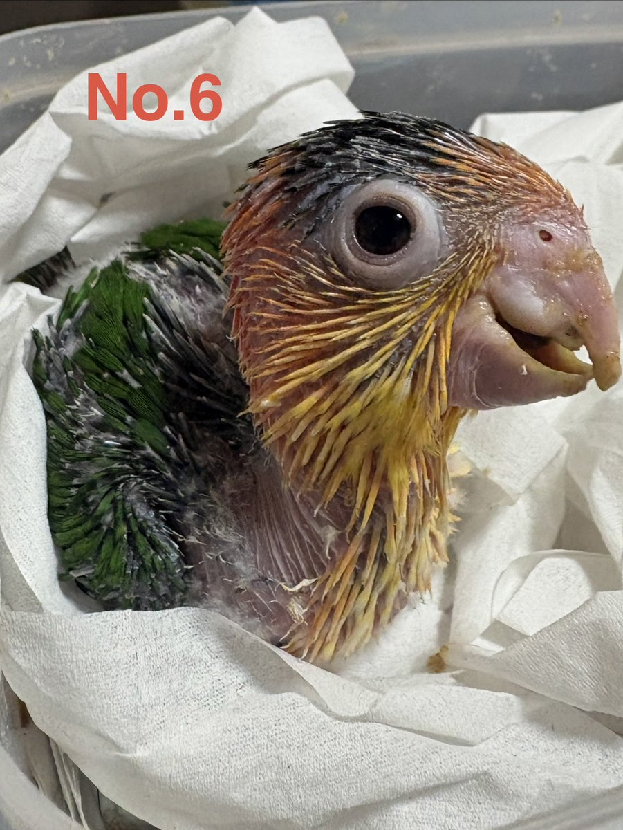 precious-bird2020 tweet media