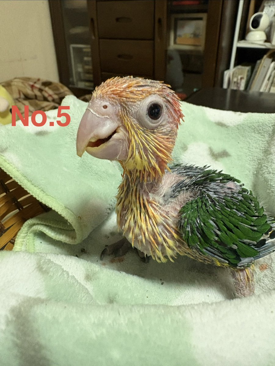 precious-bird2020 tweet media