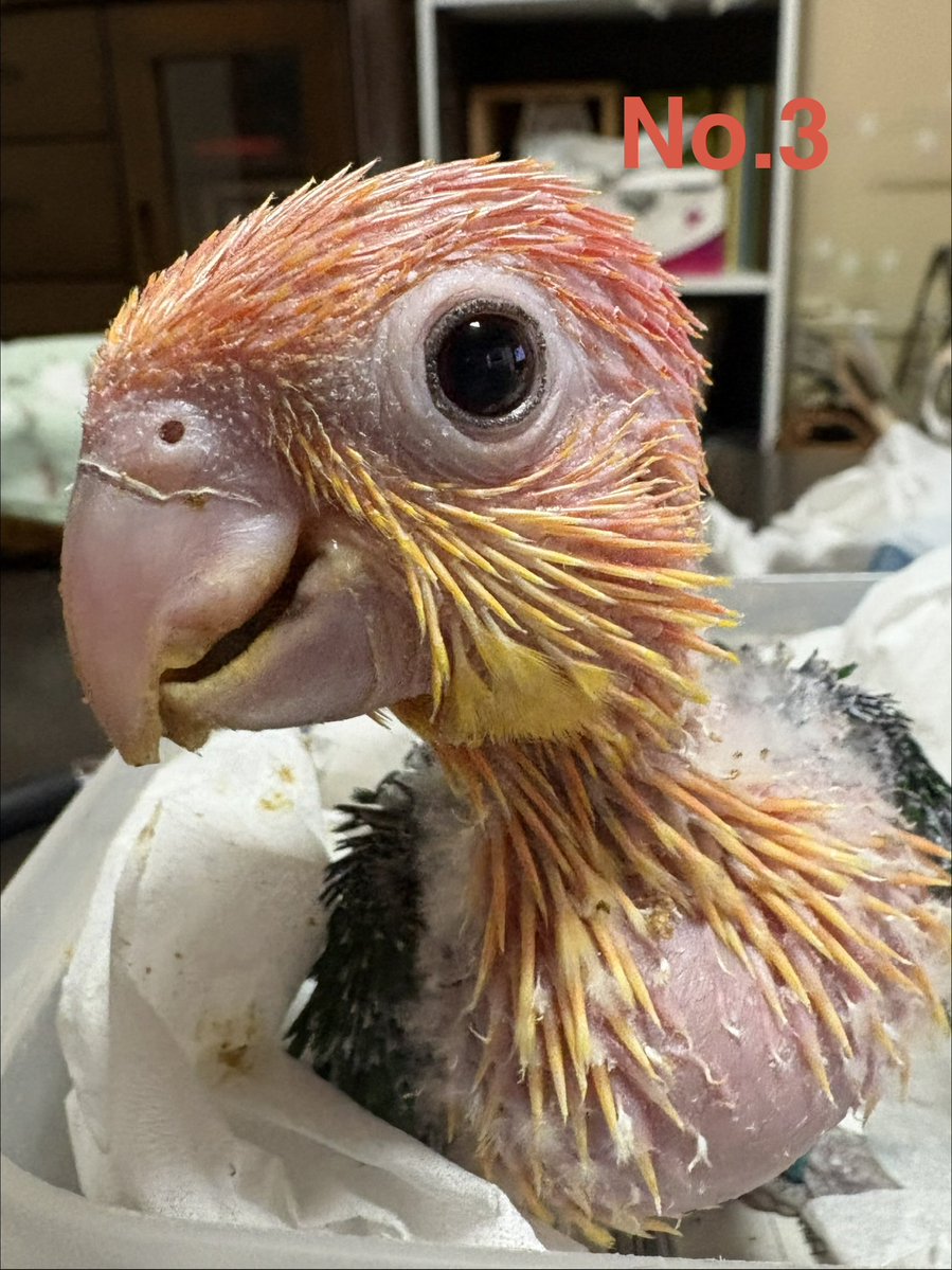 precious-bird2020 tweet media