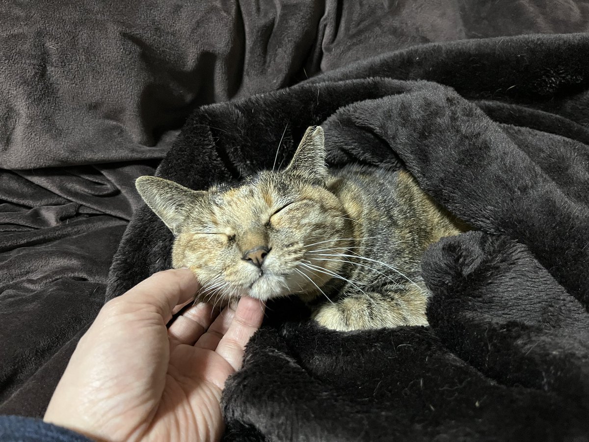 おたむ tweet media