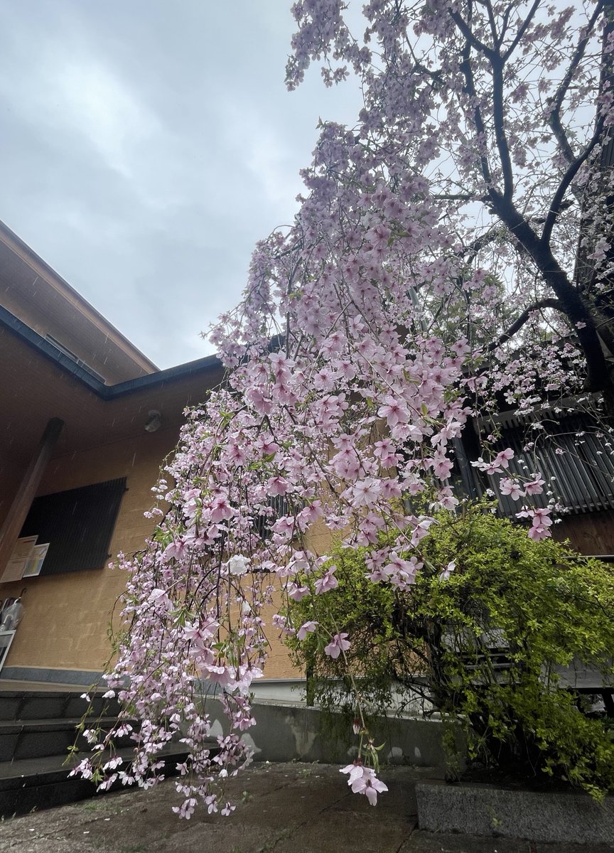 金谷美奈子 tweet media