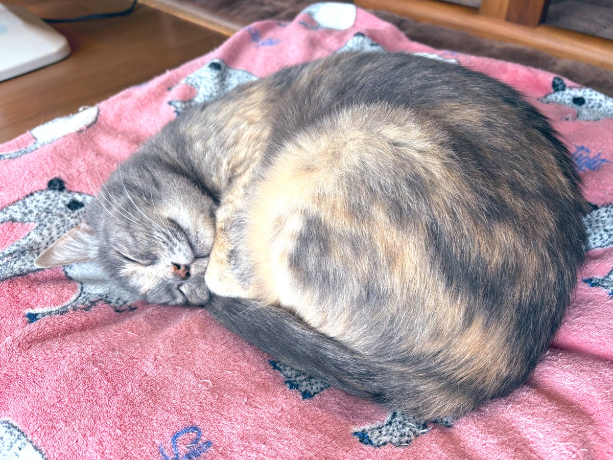 唐揚げの龍太 tweet media