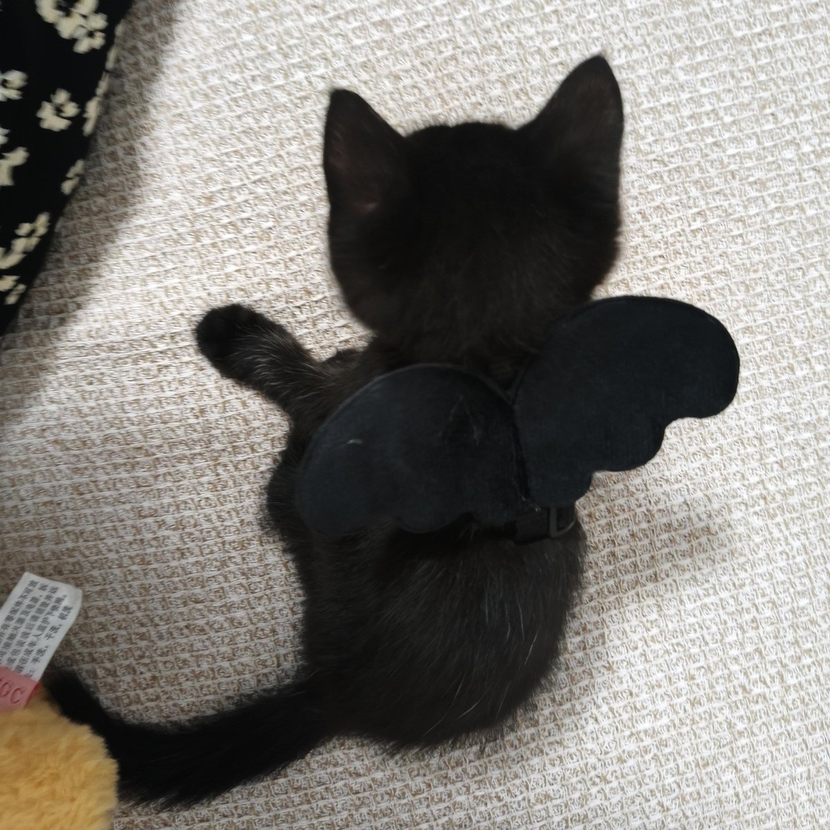 보내는쫑 tweet media