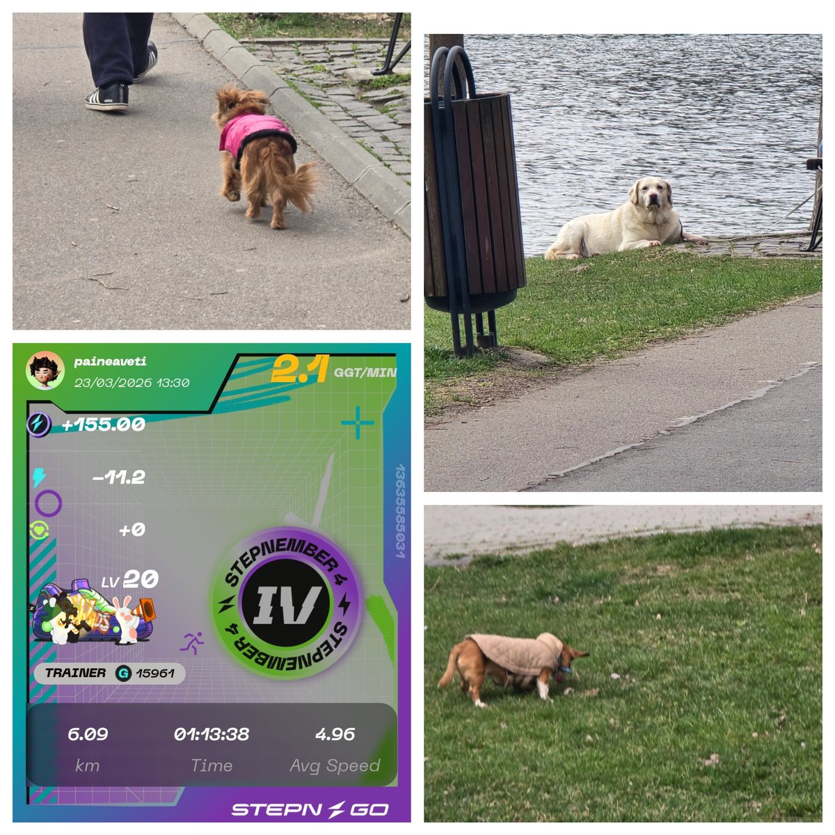 #STEPNGO Street Hunt Photos is live with a new theme: Animals 🐕

You can win 2000 GMT ( 2 x 1000 ) , if you participate. 

The rules are simple: 
1️⃣ Snap 3 Photos 📸 for at least 3 different items with the shapes required for this week theme.
2️⃣ Create 1 single image that