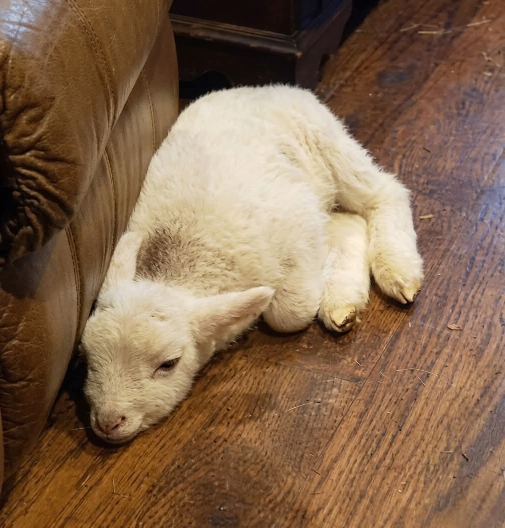 The Husky tweet media