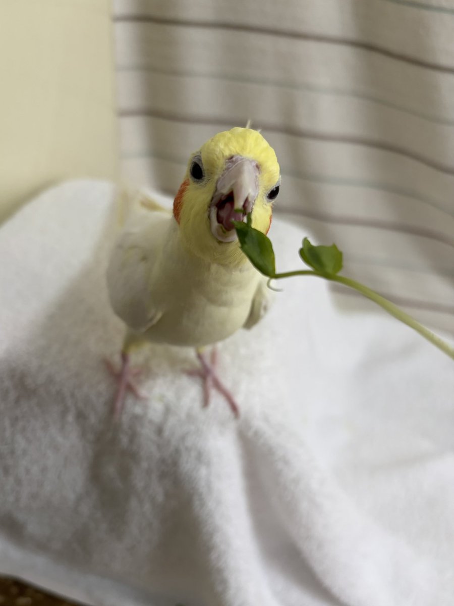 オカメとお豆（kiirogumi） tweet media