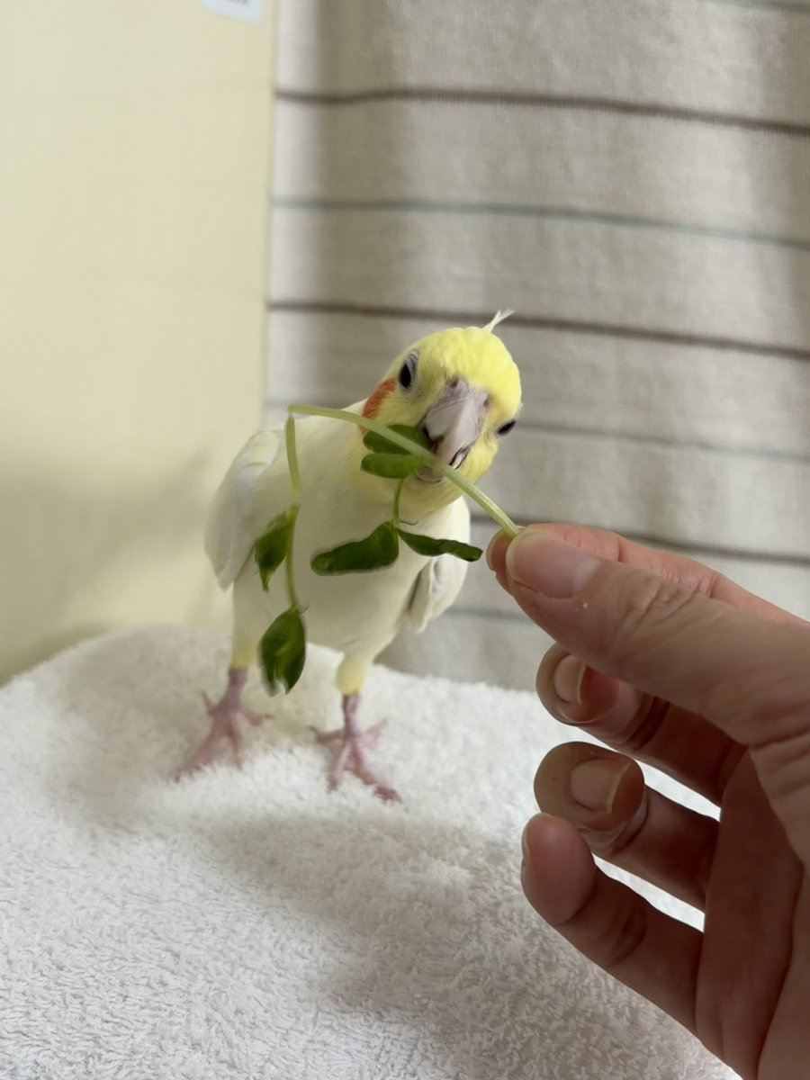 オカメとお豆（kiirogumi） tweet media