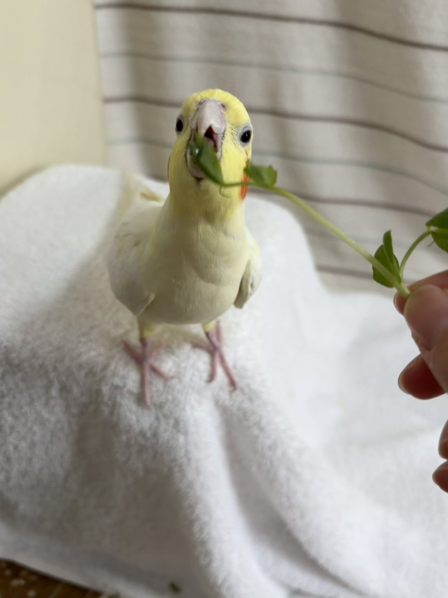 オカメとお豆（kiirogumi） tweet media