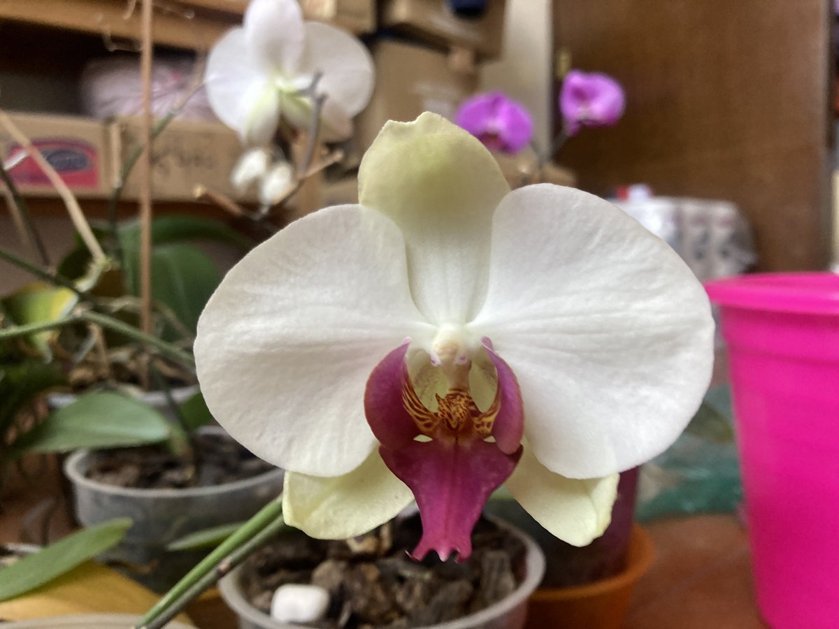 supriya’s pr manager tweet media