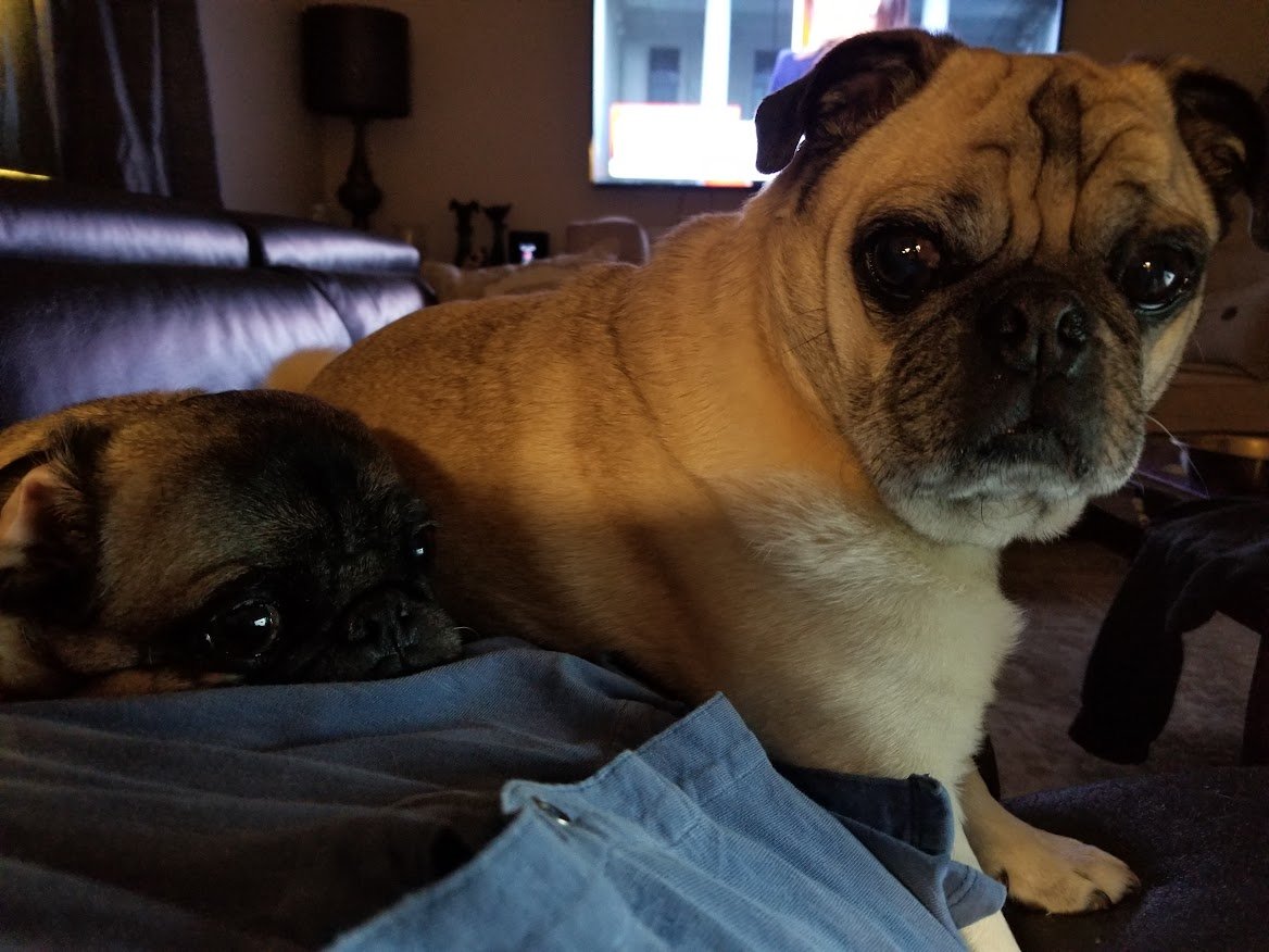 Liam The Wonder Pug (and Fam) tweet media