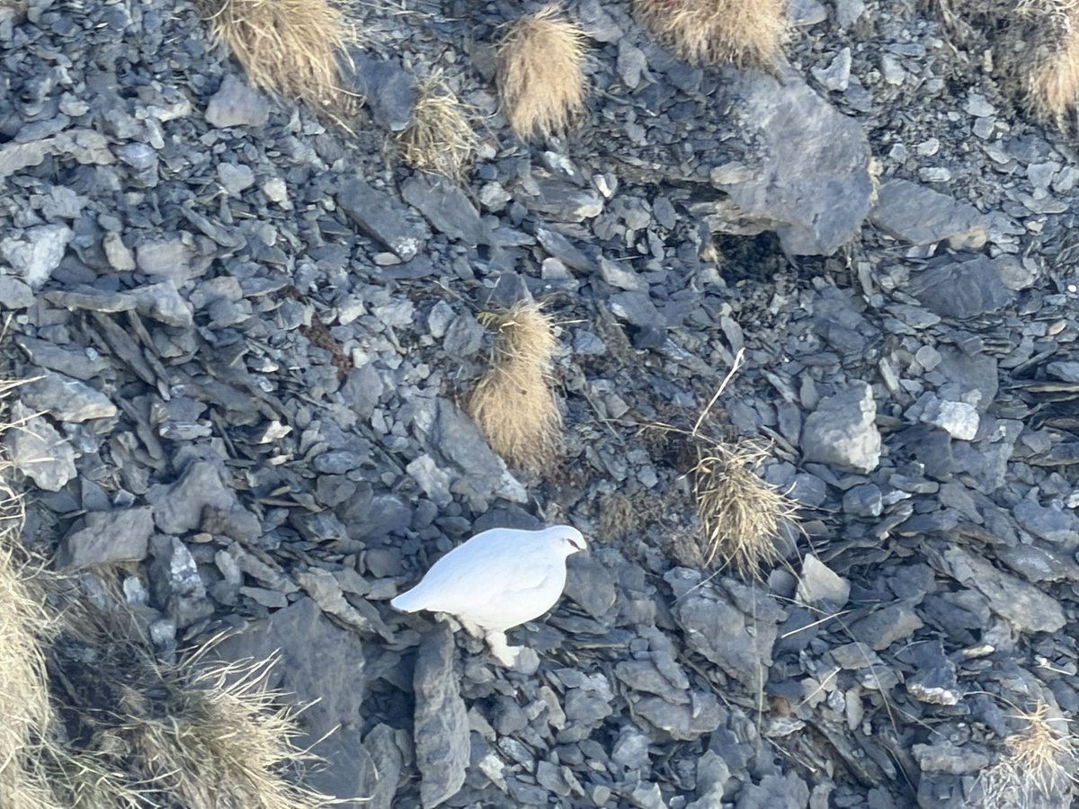ChrigelLinder's tweet photo. Zum ersten Mal ein Alpenschneehuhn gesehen 🤍❄️
Perfekt getarnt zwischen Fels und Gras – ein echter Moment aus den Bergen, den ich so schnell nicht vergesse 🏔️📸

#alpenschneehuhn #bergmomente #naturelovers #alpen #wildlife #naturfotografie #berge #outdoorlife #schweiz https://t.co/qHxd6HHAZ0