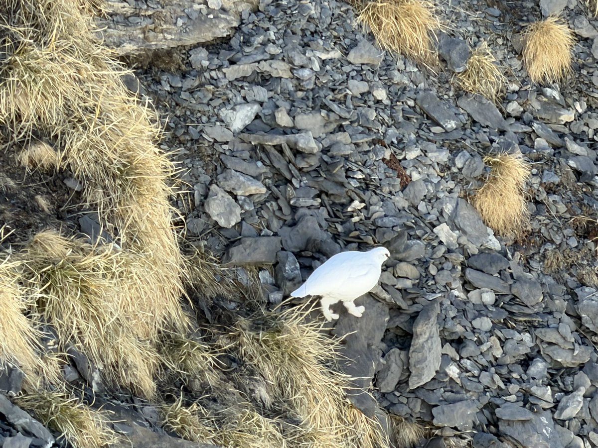 ChrigelLinder's tweet photo. Zum ersten Mal ein Alpenschneehuhn gesehen 🤍❄️
Perfekt getarnt zwischen Fels und Gras – ein echter Moment aus den Bergen, den ich so schnell nicht vergesse 🏔️📸

#alpenschneehuhn #bergmomente #naturelovers #alpen #wildlife #naturfotografie #berge #outdoorlife #schweiz https://t.co/qHxd6HHAZ0