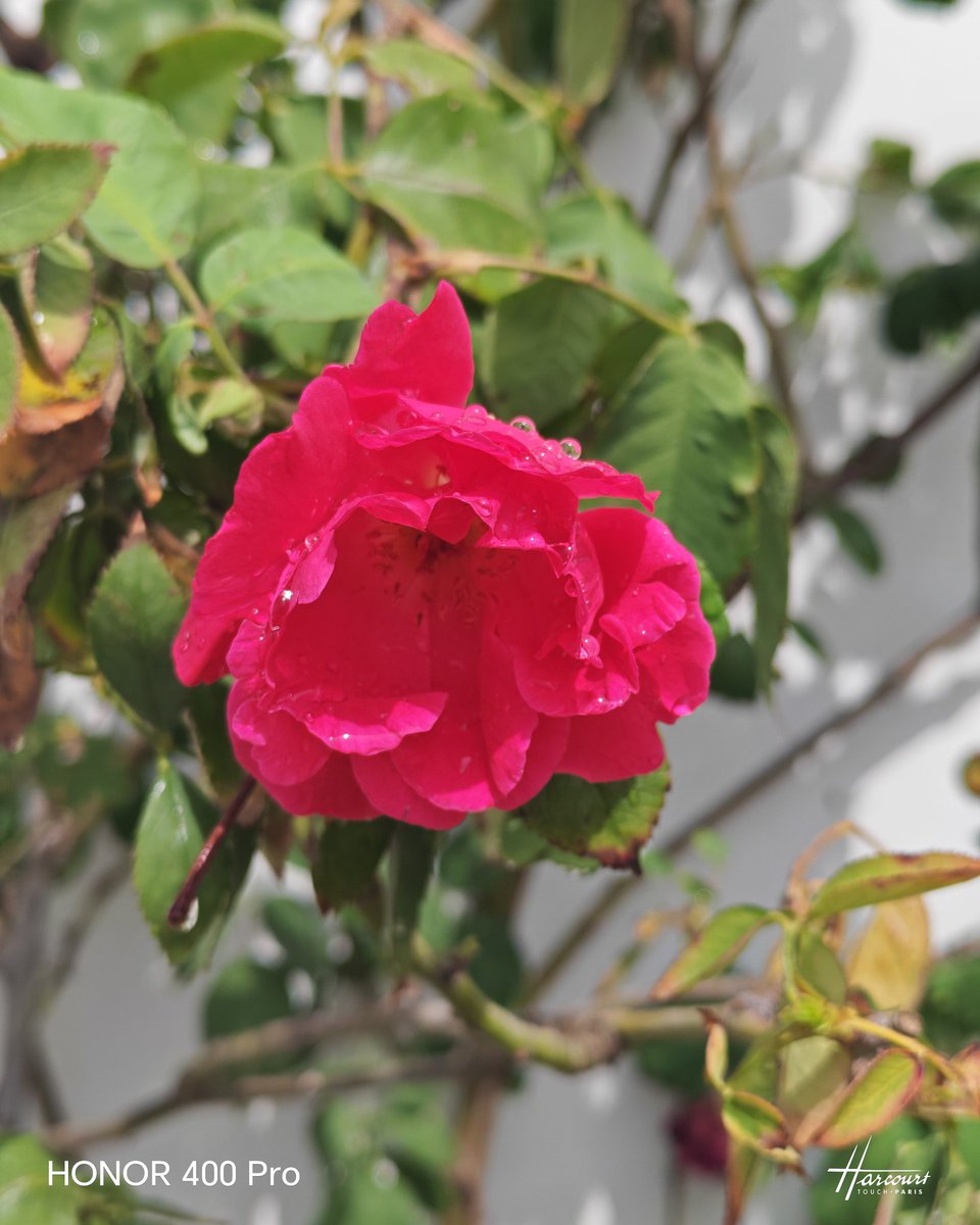 ميسون tweet media