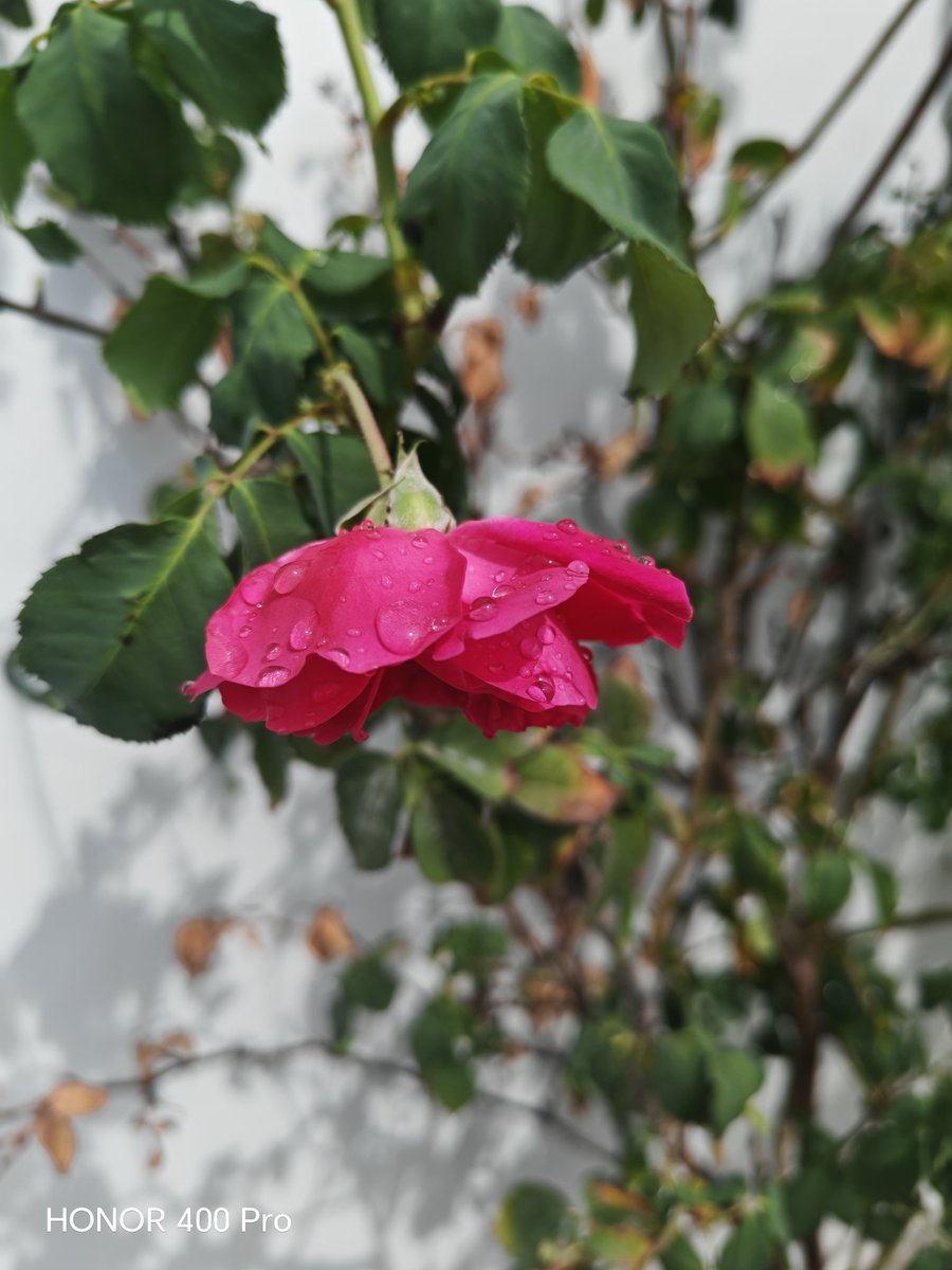 ميسون tweet media