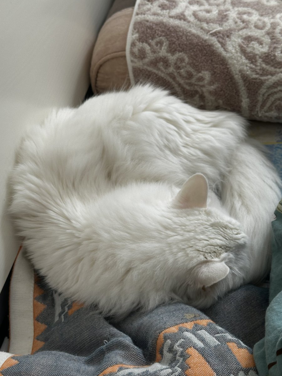 疯狂馅饼公主 tweet media