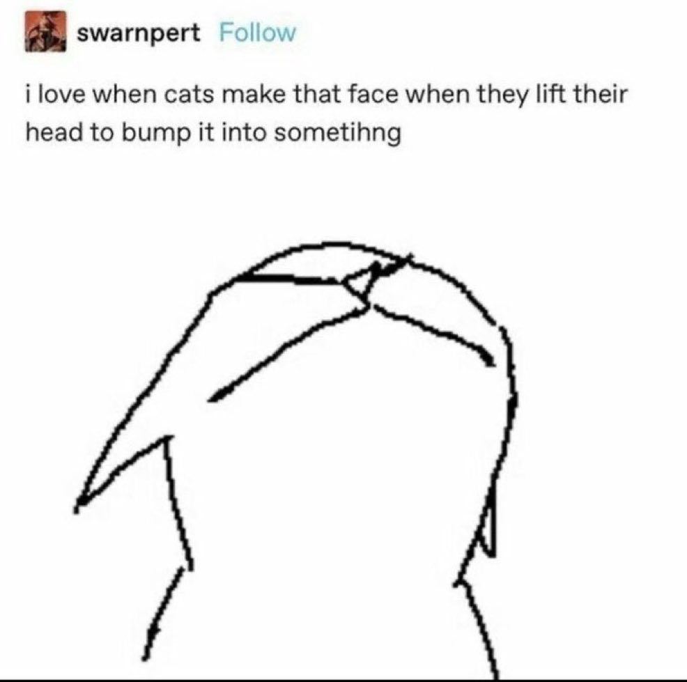 cats with powerful impression 🐾 tweet media