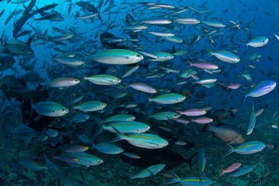 Animal Save Türkiye tweet media