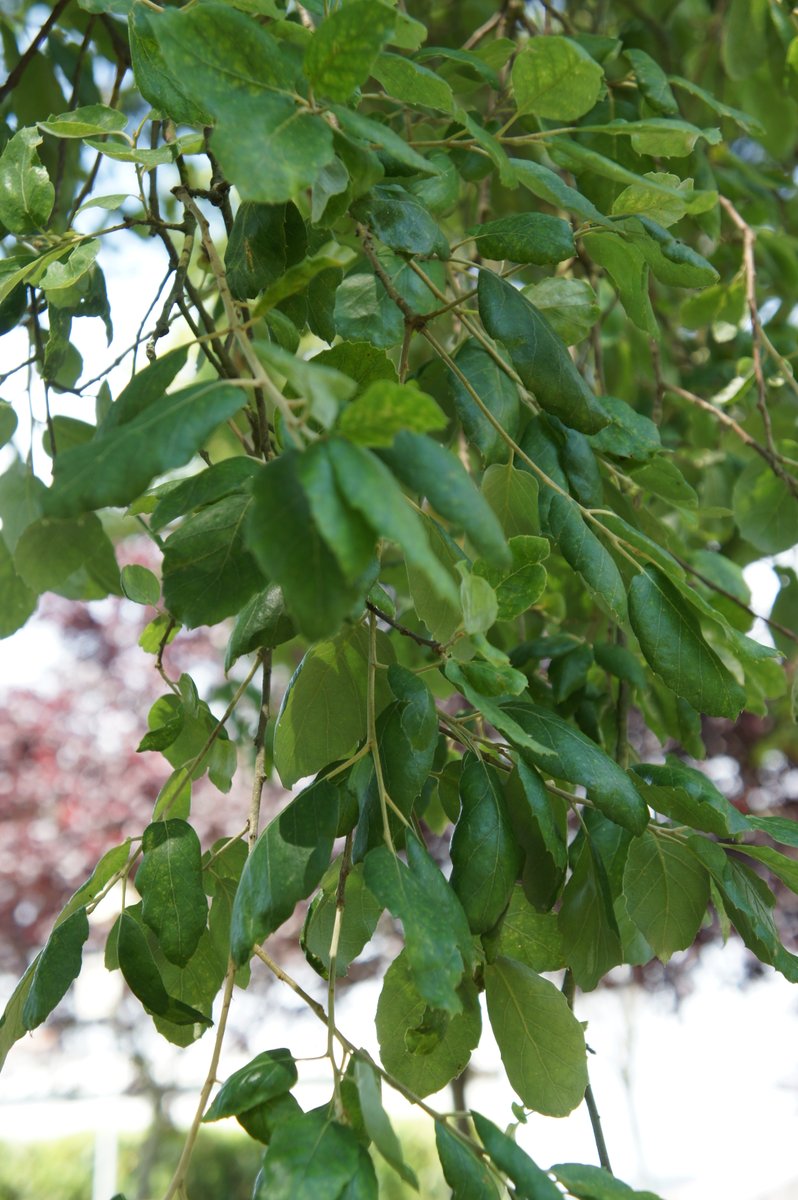 Compostela Verde 🌿 tweet media