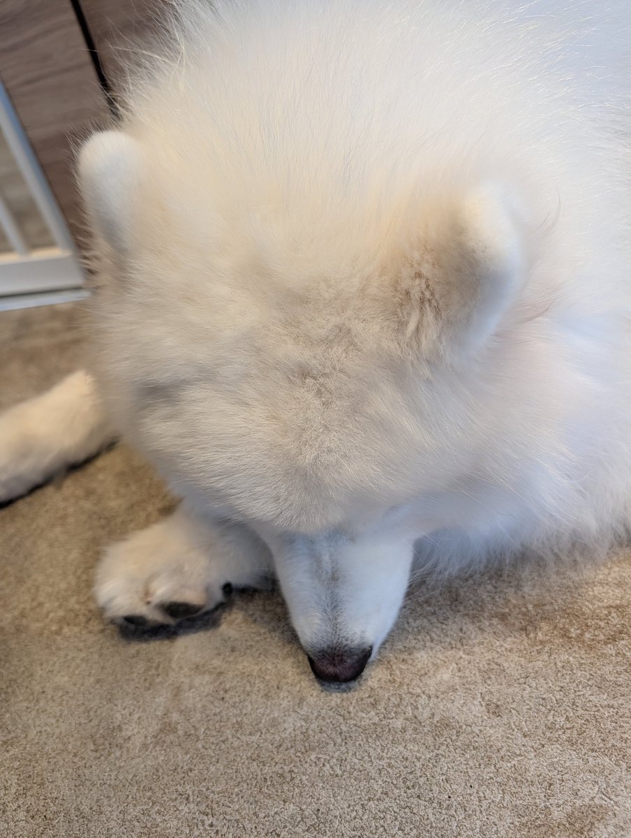 暁輝 藤真🌞🔥🕊‎@4月4日初配信！ tweet media