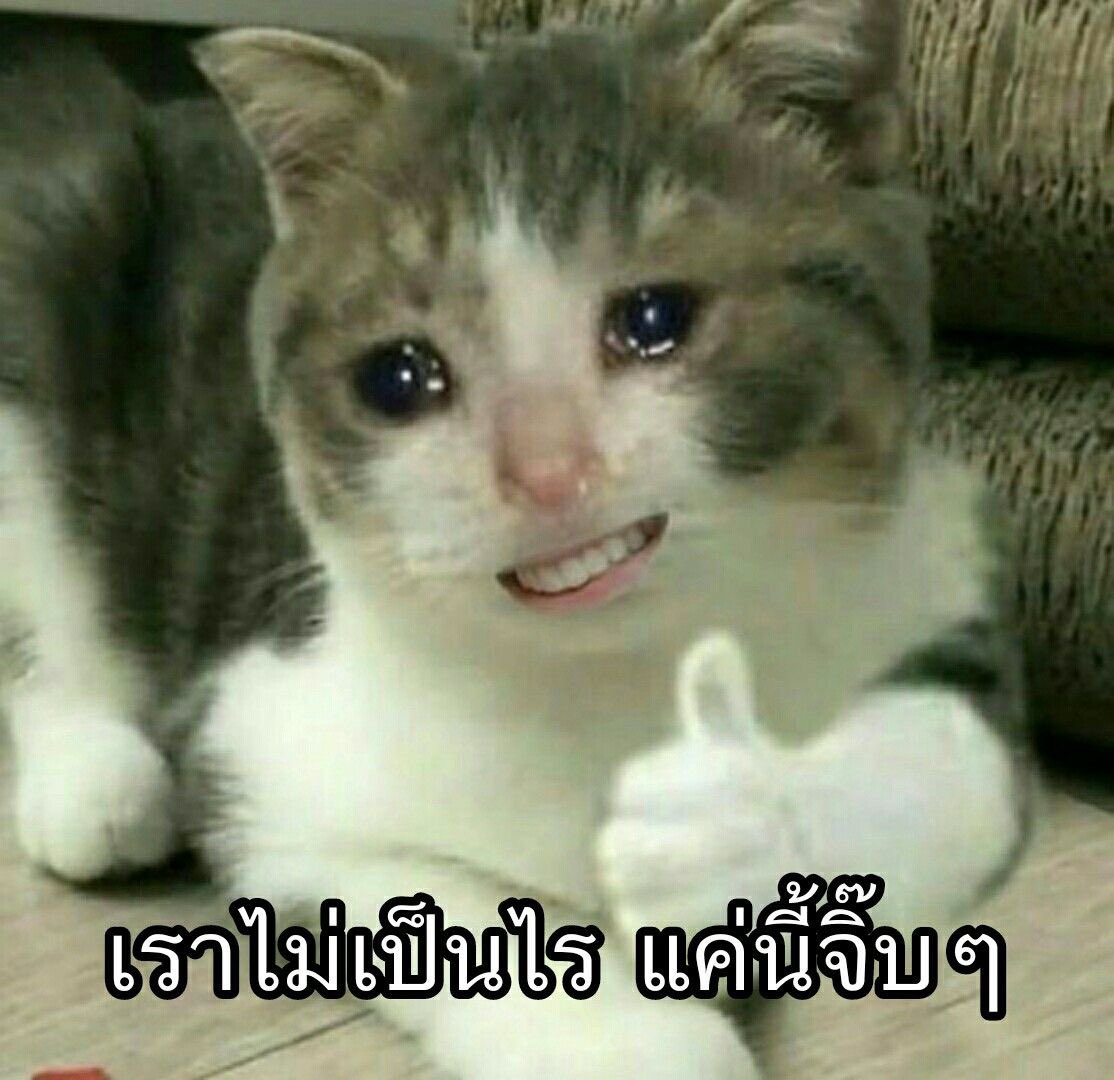 yvesblu3's tweet photo. อยากชินกะงานแล้ว อยากมีเวลามาเล่นกับพิรสพิแมฟพ่อเน ฮือๆๆๆๆๆๆ https://t.co/lB1iHqWAzp