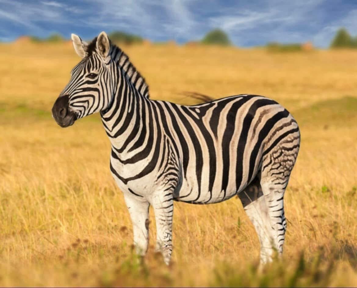 itsmukeba's tweet photo. Regardez comme le zèbre est beau comparé à l'âne, mais l'homme a choisi de ramener l'âne à la maison et de laisser le zèbre dans la savane.  
Et il continue de visiter la savane pour voir le zèbre.

Ce post ne concerne pas les animaux ci-dessus.🤧 https://t.co/D5YRHH5qbT