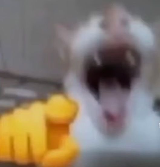 zee 🐈⬛ tweet media