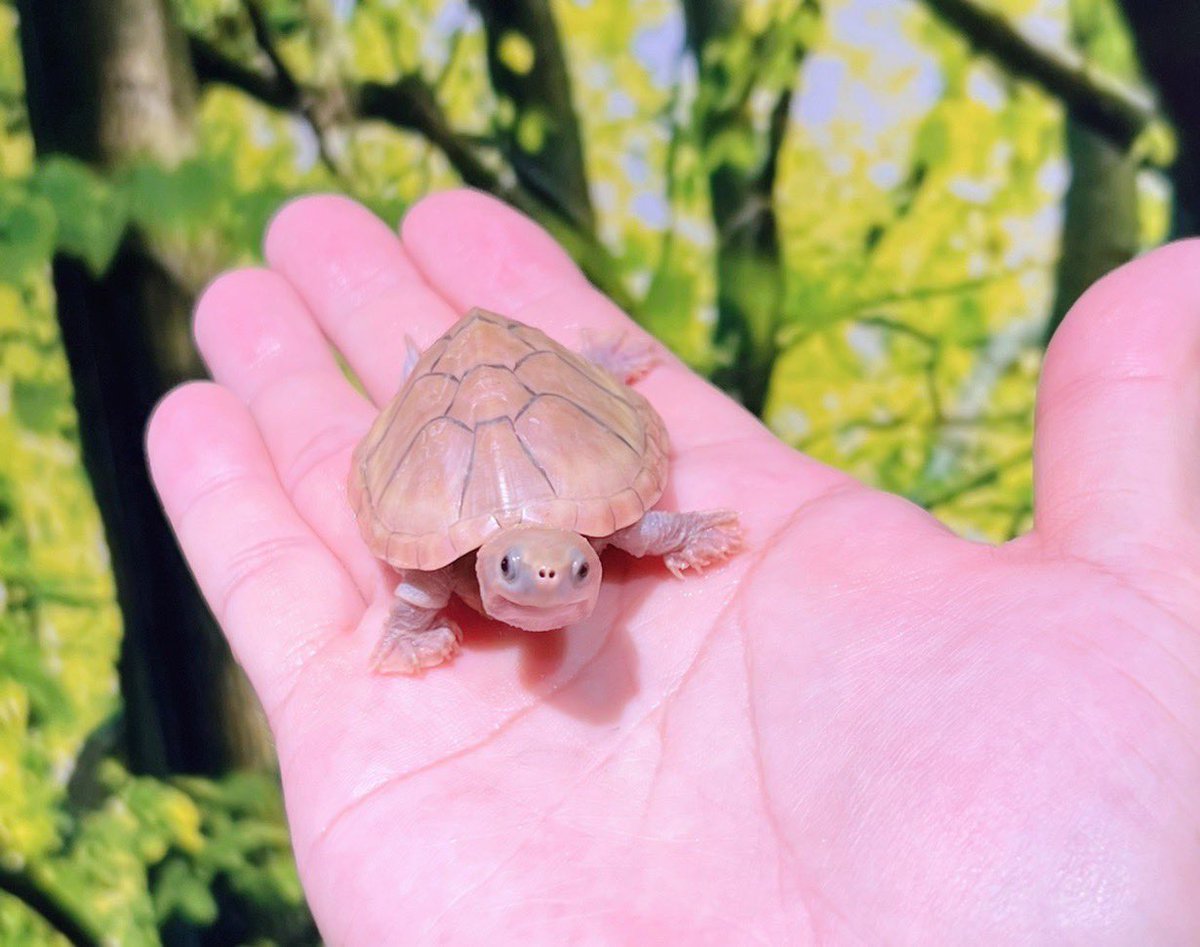 通∞REPTILE tweet media