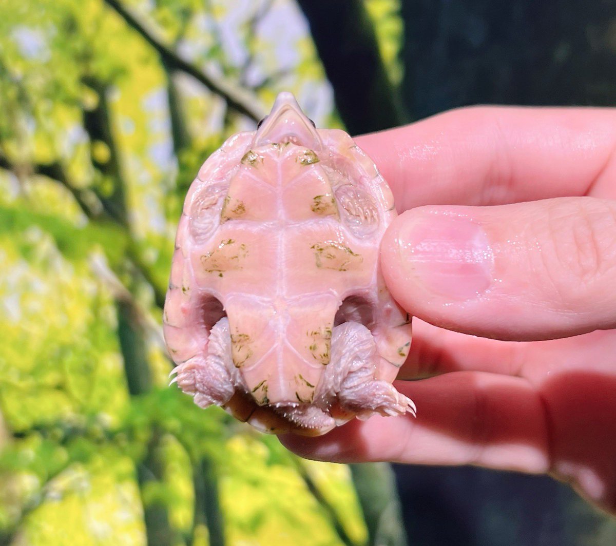 通∞REPTILE tweet media