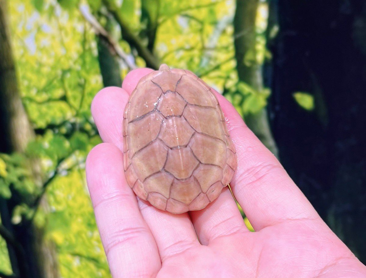 通∞REPTILE tweet media