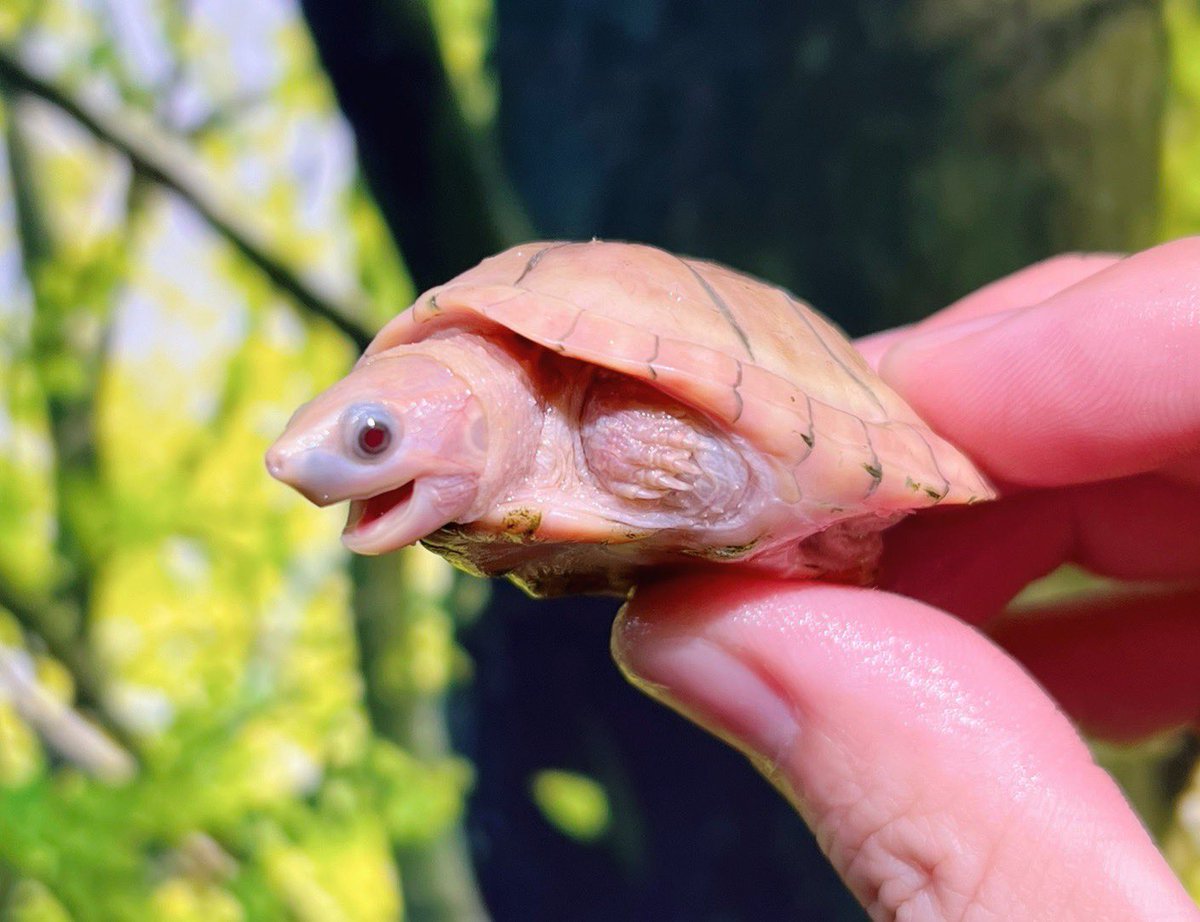 通∞REPTILE tweet media