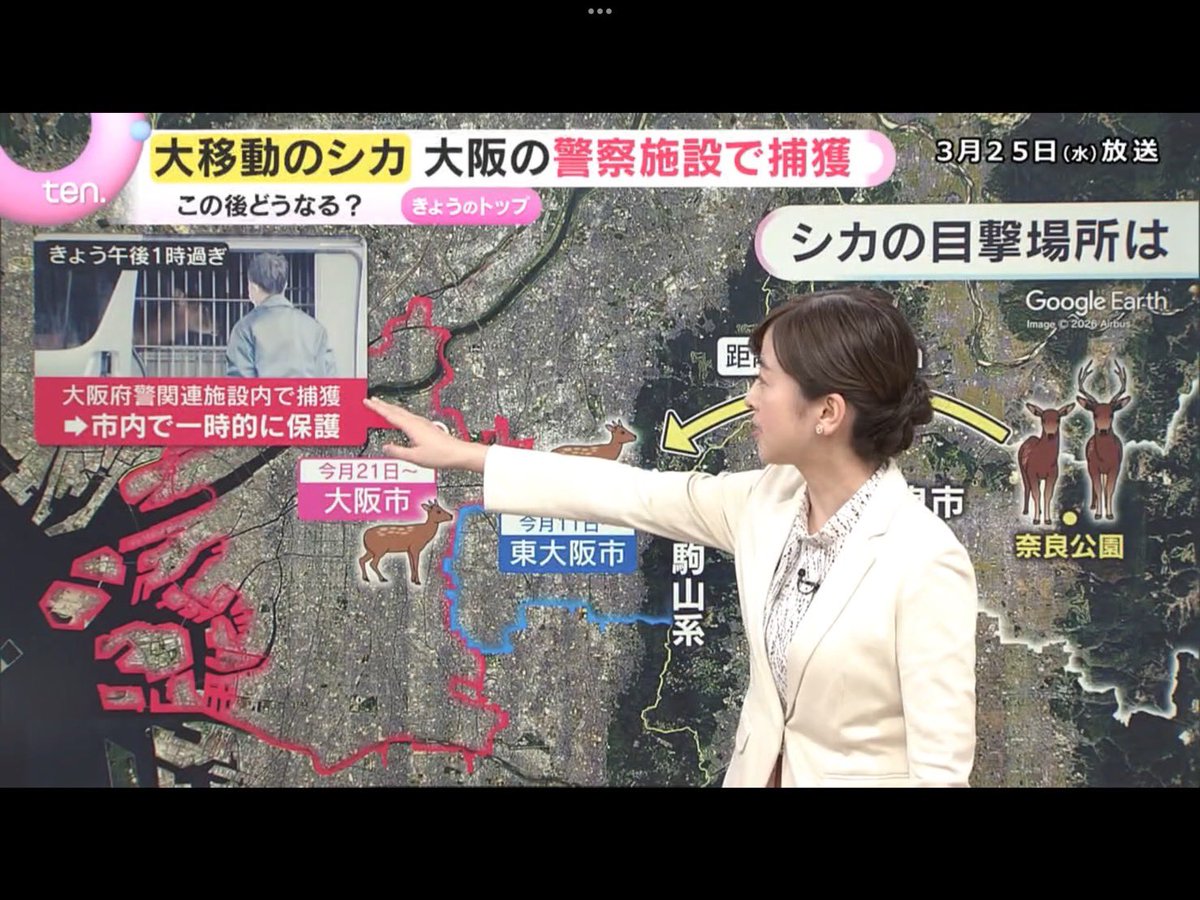 コアラ(R8/4/29 ロドフェスINモーターランド鈴鹿) tweet media