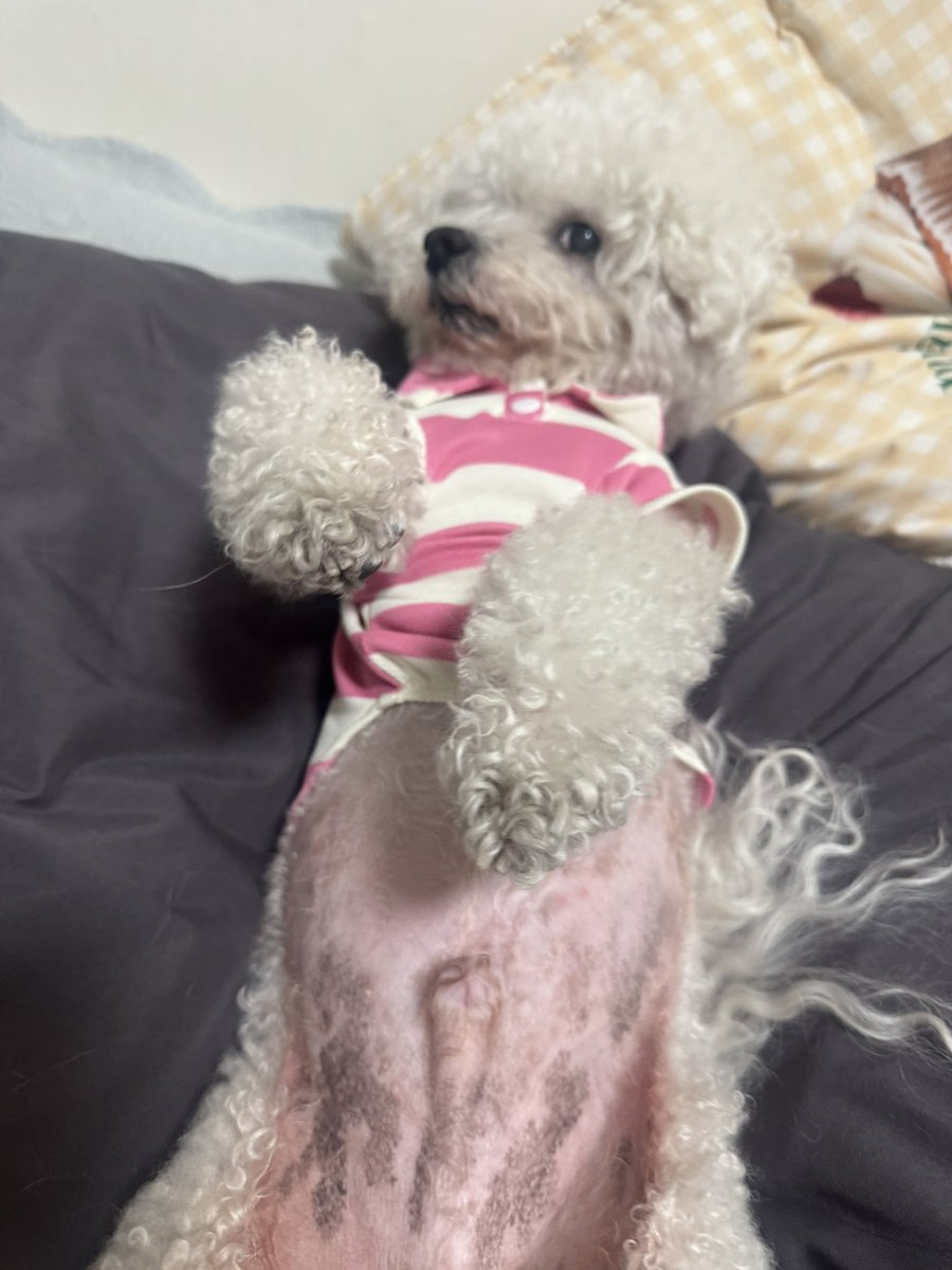 강보ㄹ| (메인트 RT 부탁합니다) tweet media