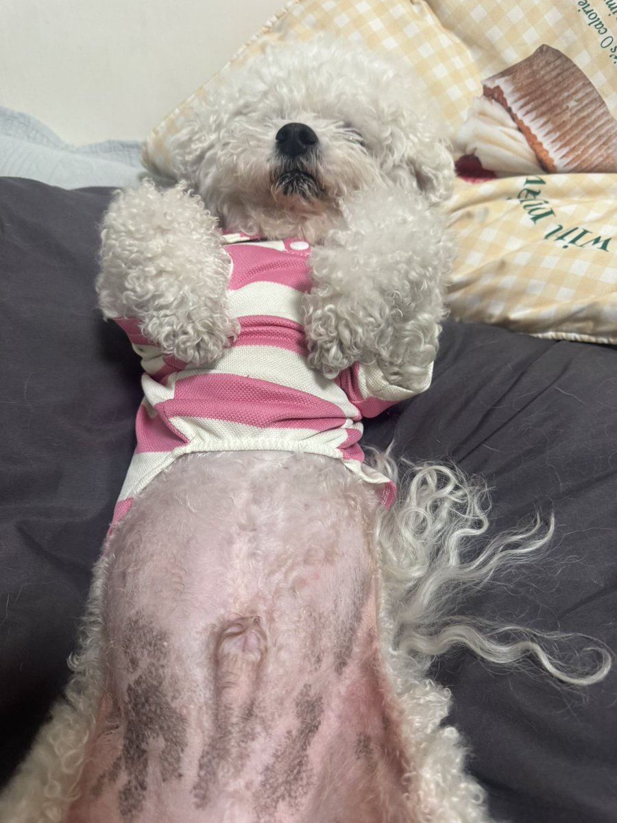 강보ㄹ| (메인트 RT 부탁합니다) tweet media