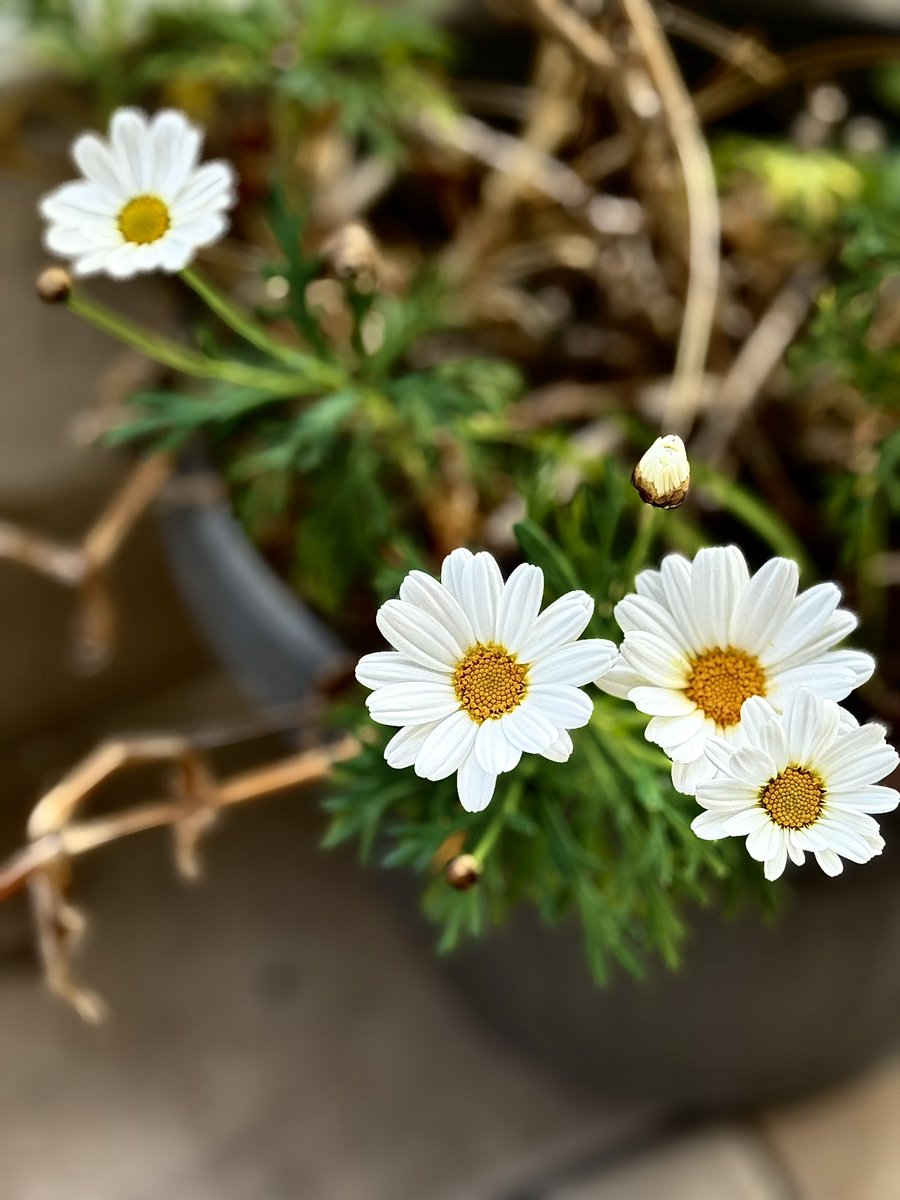 ο ΓεωπονοC tweet media