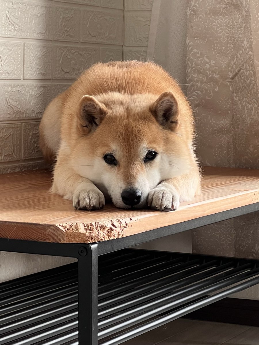 柴犬ふう太 tweet media