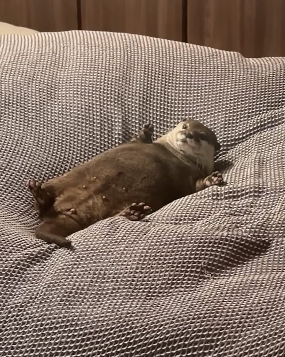 カワウソ コタロー&ハナ Otter Kotaro&Hana tweet media