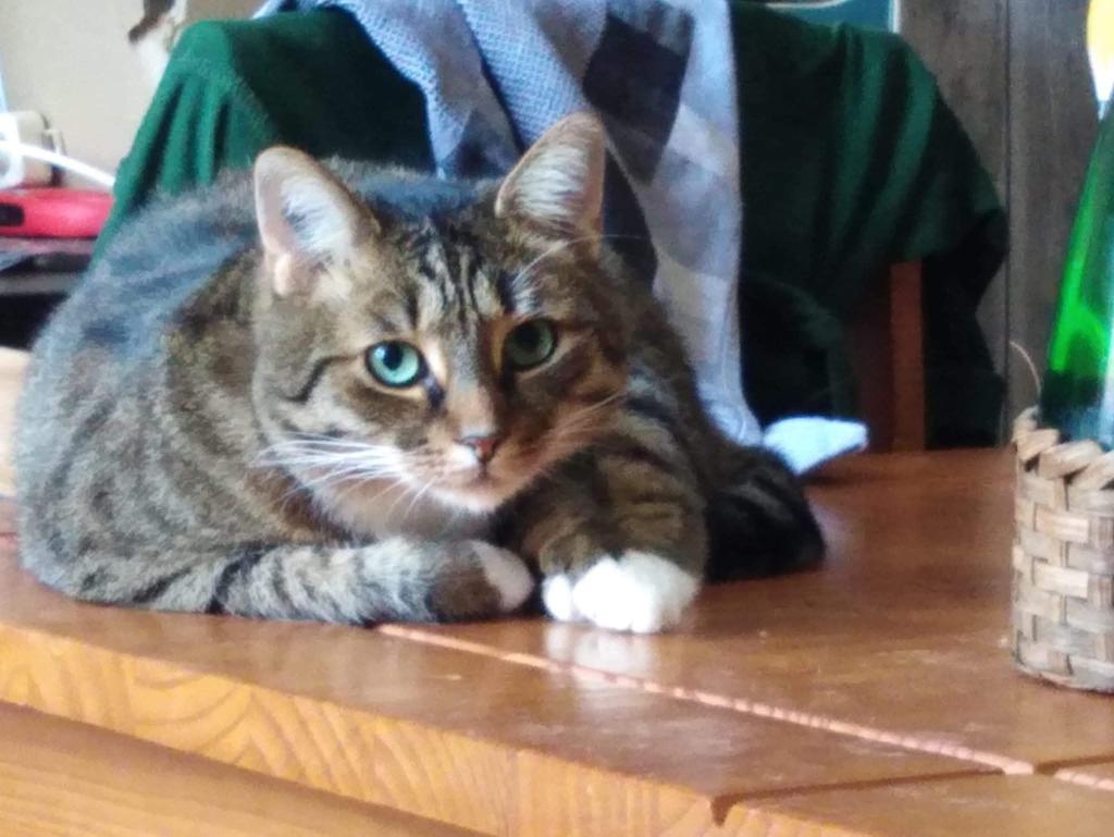 MetaleuxGeek tweet media