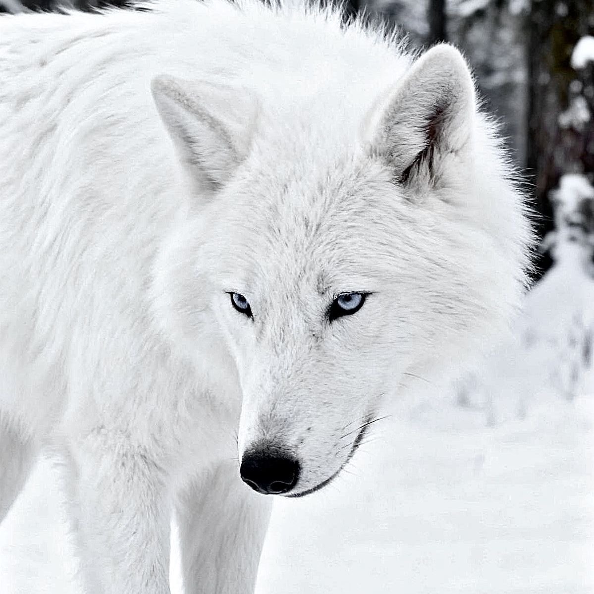 SIGÚLFRØD. tweet media