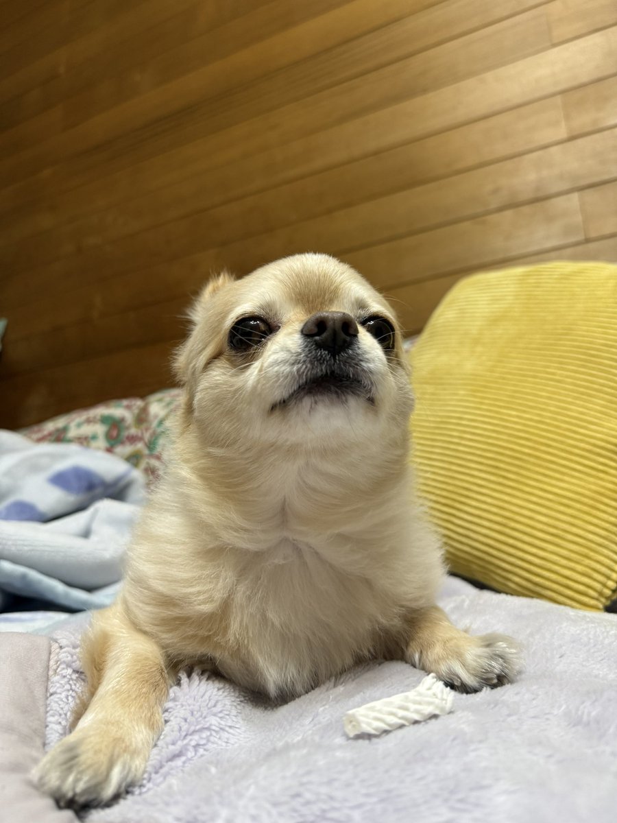 てん（６） tweet media