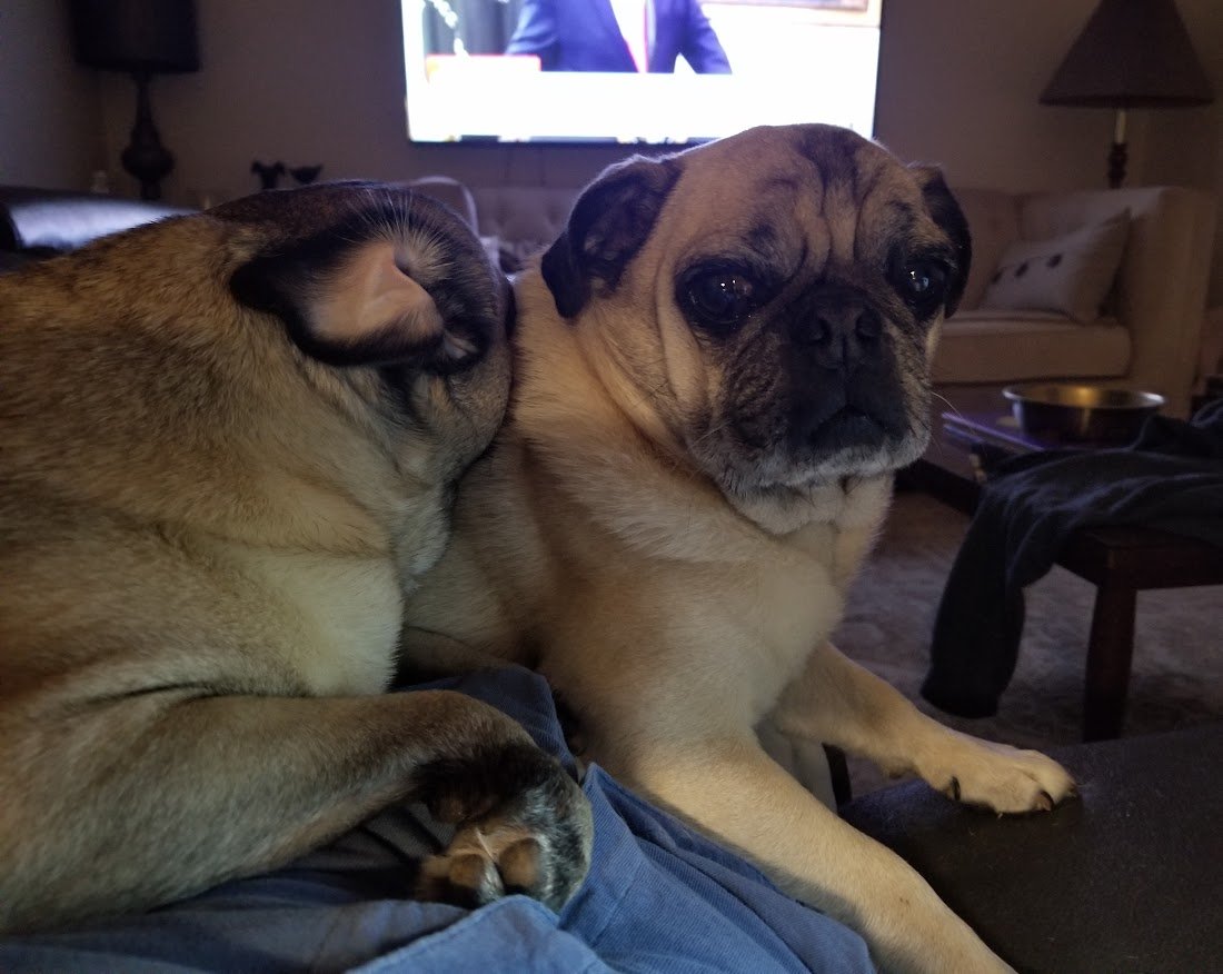 Liam The Wonder Pug (and Fam) tweet media