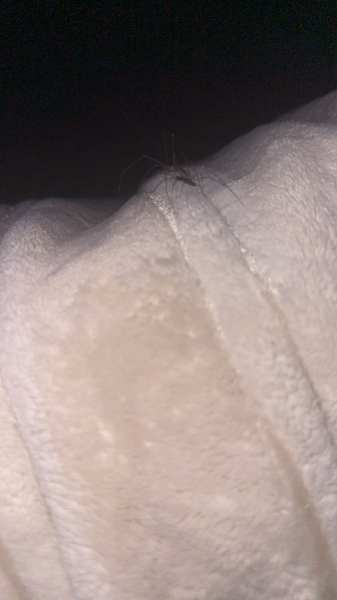 tyla🧛🏻 tweet media